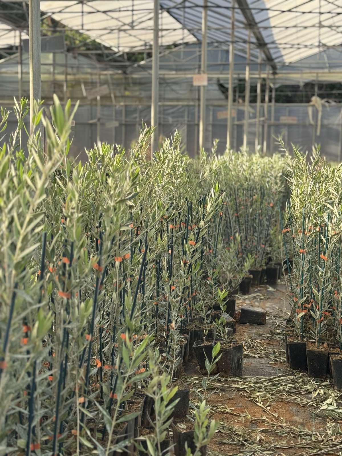 Σειρές δενδρυλλίων ελιάς σε θερμοκήπιο, με υποστύλωση και σήμανση παρτίδας.