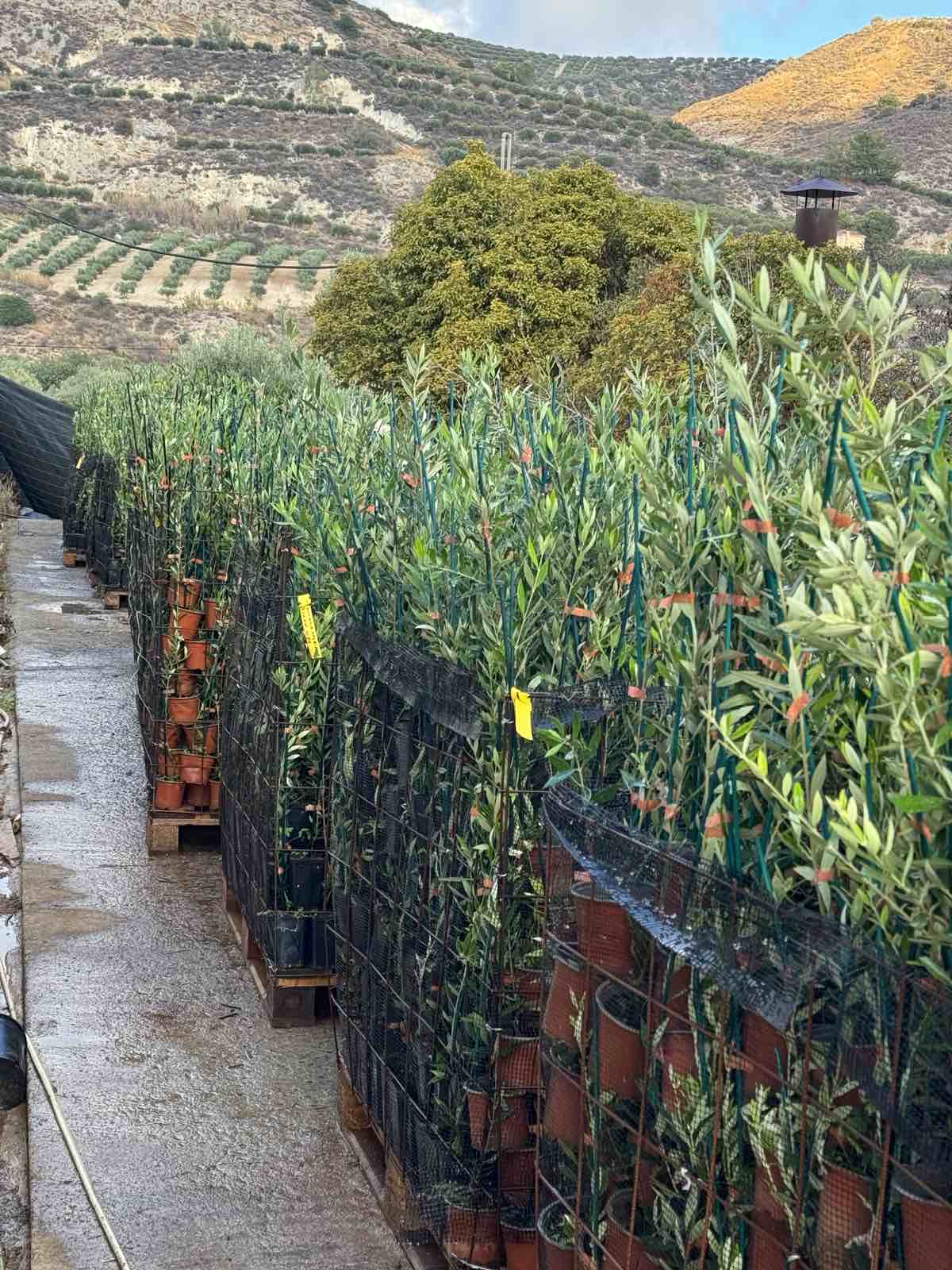 Χώρος προετοιμασίας παραγγελιών με θέα στους ελαιώνες της Κρήτης.